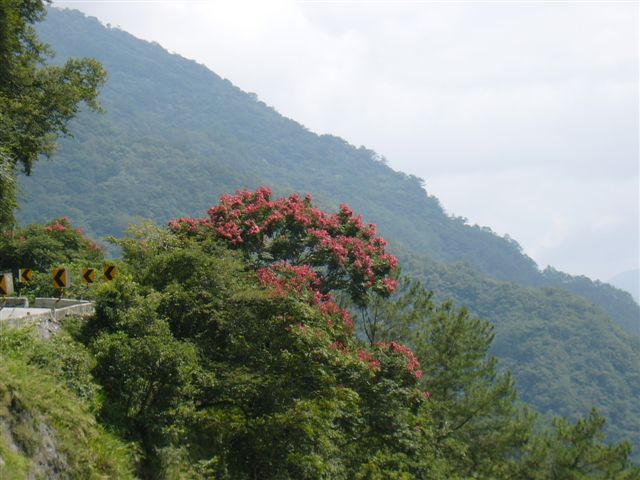 欒樹的果實雖然紅的沒有櫻花豔麗,但也別有一番風味.